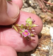 Calyptridium arizonicum