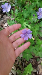 Geranium libani