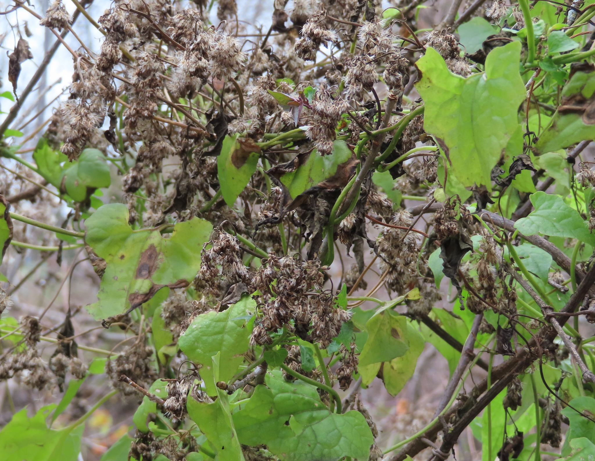 Imagem de Guaco-do-jardim