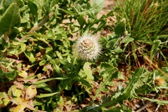 Centaurea sphaerocephala