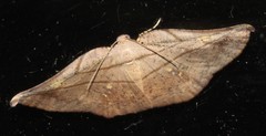 Xenomusa metallica