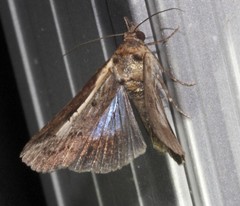 Lophoptera vittigera
