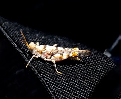 Cibolacris parviceps