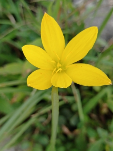 Image of Zephyranthes citrina by (c) Arturo Benavides Mendoza, some rights reserved (CC BY)