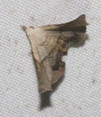 Esthlodora versicolor