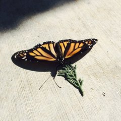 Danaus plexippus