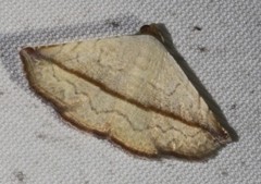 Eublemma perversicolor