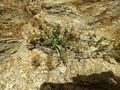 Calyptridium arizonicum