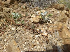 Calyptridium arizonicum