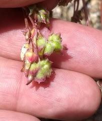 Calyptridium arizonicum