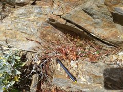 Calyptridium arizonicum