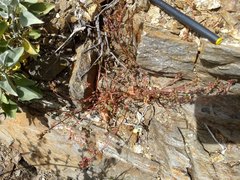 Calyptridium arizonicum