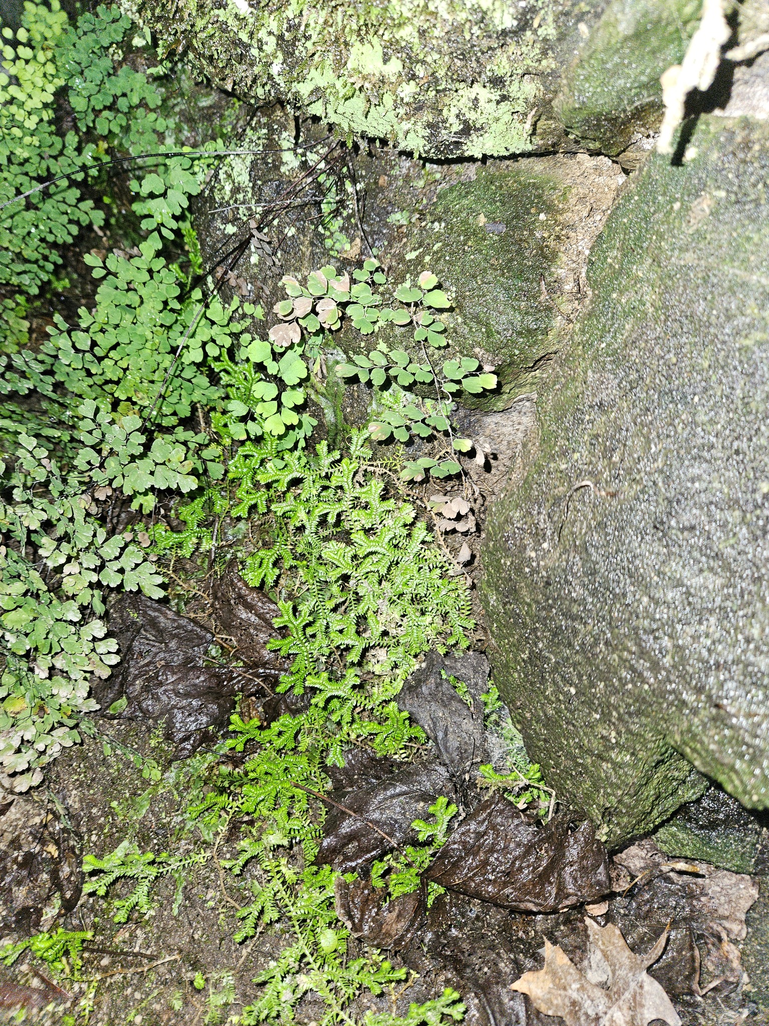 Imagem de Samambaia-de-jardim