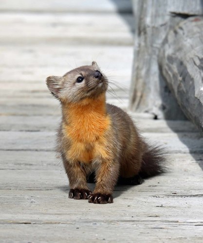 Pacific Marten