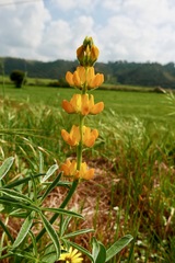 Lupinus luteus