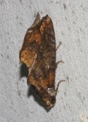 Plusiodonta arctipennis