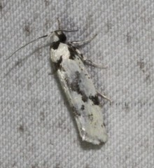 Lichenaula calligrapha