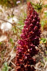 Orobanche foetida