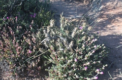 Quaqua mammillaris