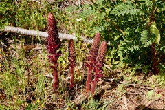 Orobanche foetida