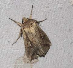 Mythimna decisissima