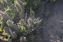 Quaqua mammillaris