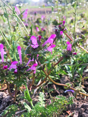 Lamium amplexicaule