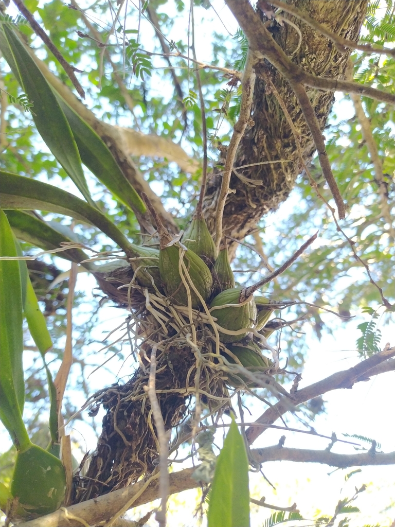 Encyclia spatella (Rchb.f.) Schltr. 3