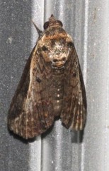 Lophoptera vittigera