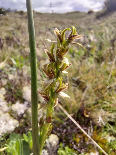 Alpine leek orchid (Prasophyllum alpinum)