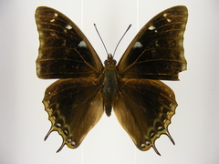 Charaxes viola picta