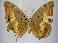 Charaxes viola picta