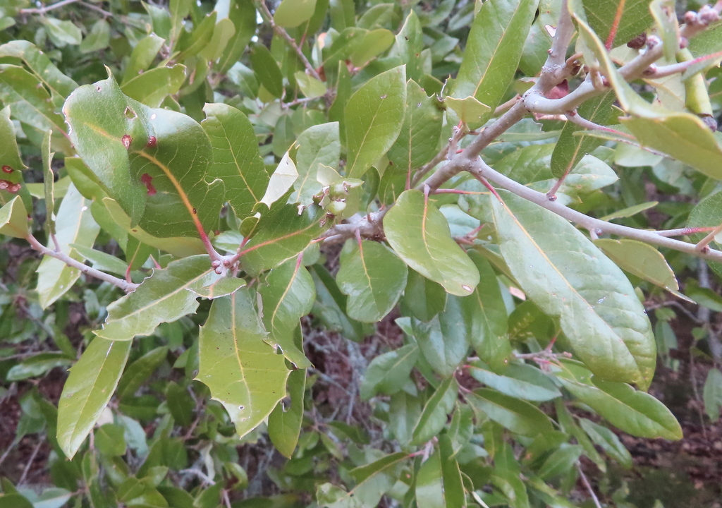 Southern live oaks from Austin, TX, USA on January 4, 2024 at 11:52 AM ...