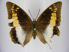 Charaxes viola picta