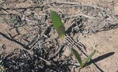 Haemanthus amarylloides polyanthus