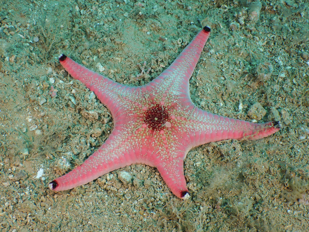 Goniodiscaster australiae