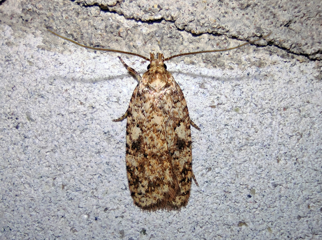 Agonopterix ferocella