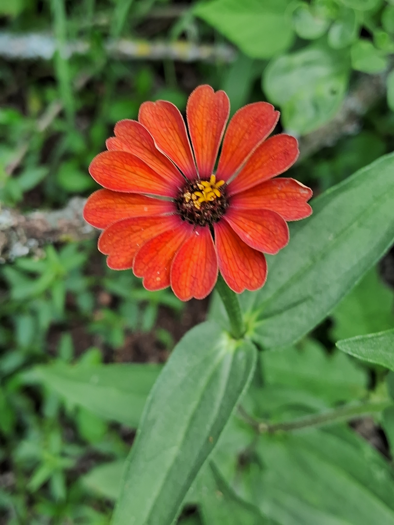 Imagem de Zinnia