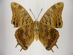 Charaxes viola picta