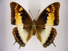 Charaxes viola picta