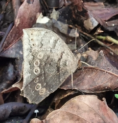 Image of Taygetis larua