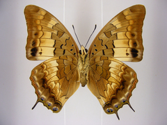Charaxes viola picta