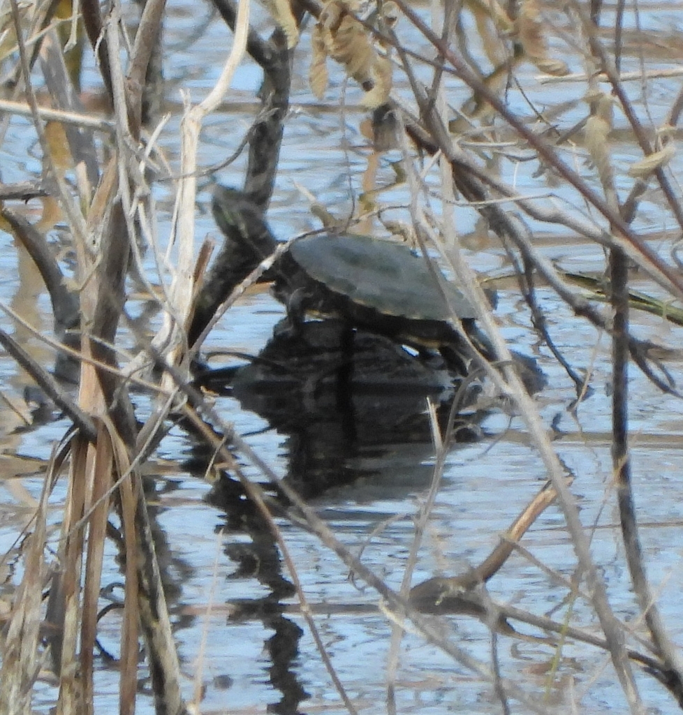 Puerto Rican Slider In January 2024 By Tate Putman INaturalist   Large 