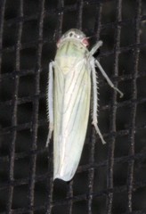 Cofana spectra