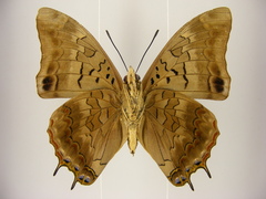 Charaxes viola picta
