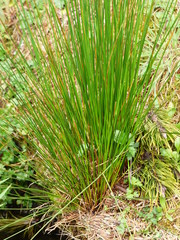 Juncus hesperius