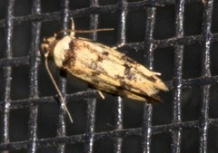 Sphyrelata nefanda