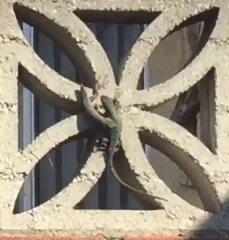 Sceloporus occidentalis