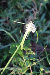 Cyperus niveus leucocephalus