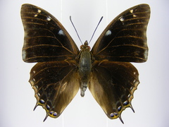Charaxes viola picta